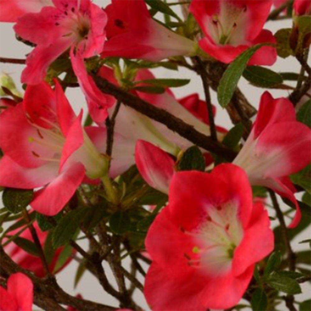 Venkovní bonsai - Japonská azalka - Azalea Beniko