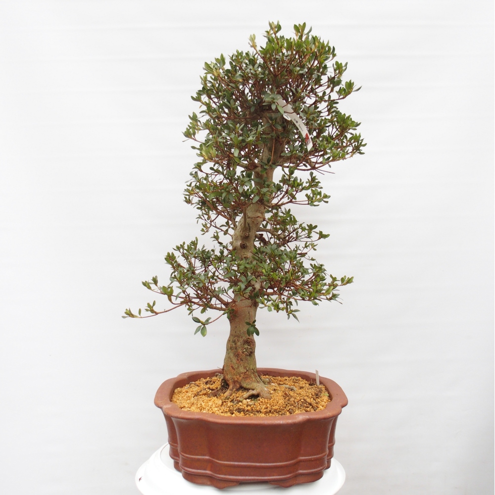Venkovní bonsai - Japonská azalka - Azalea Sansai
