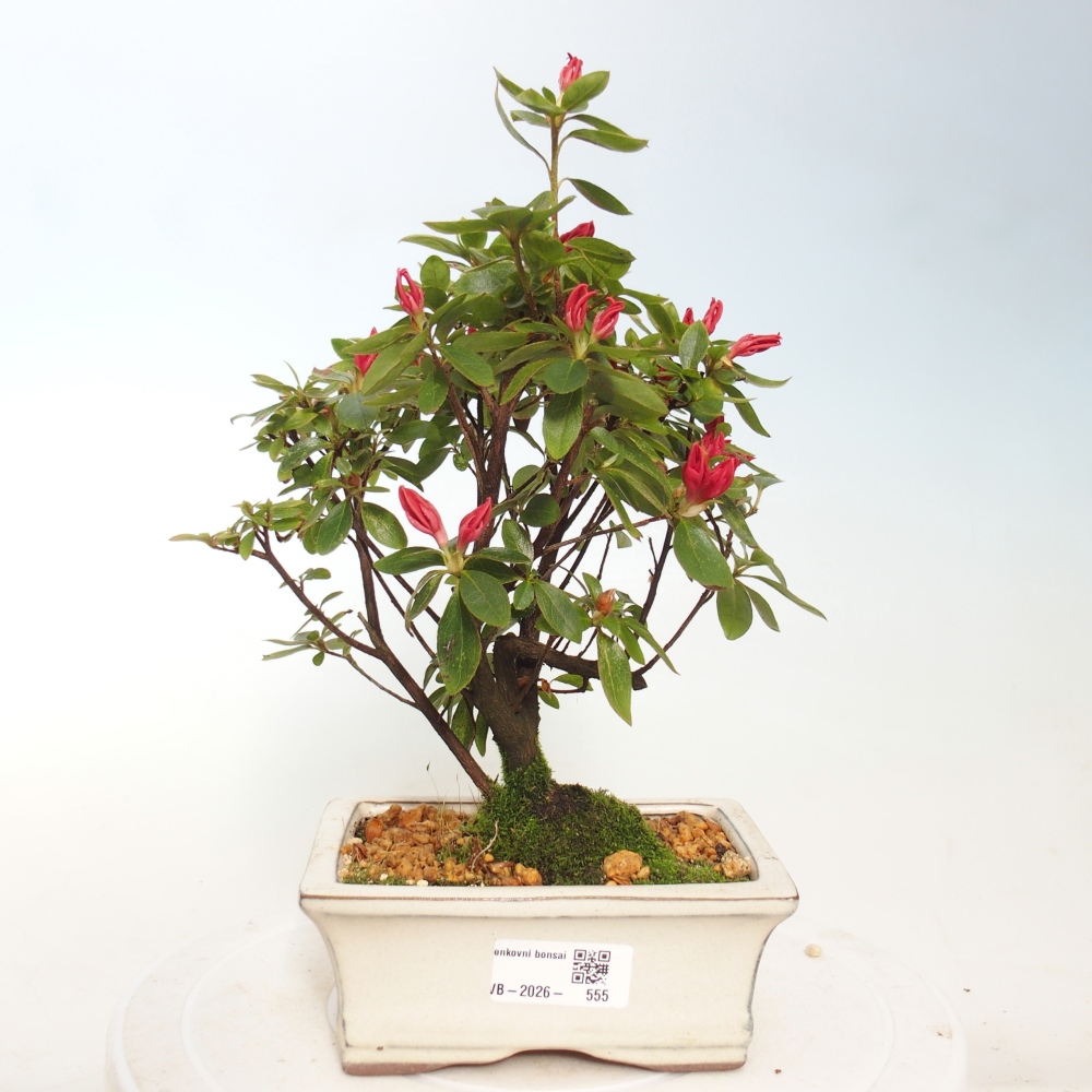 Venkovní bonsai - Japonská azalka - Azalea sp.