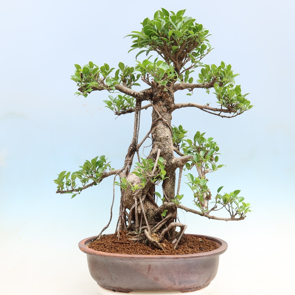 Pokojová bonsai - Ficus kimmen -  malolistý fíkus
