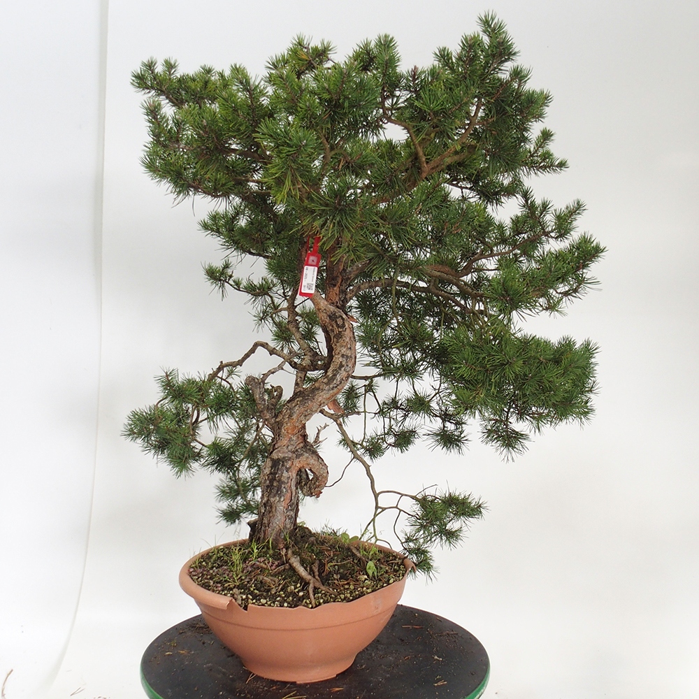 Yamadori - Pinus sylvestris Španělsko