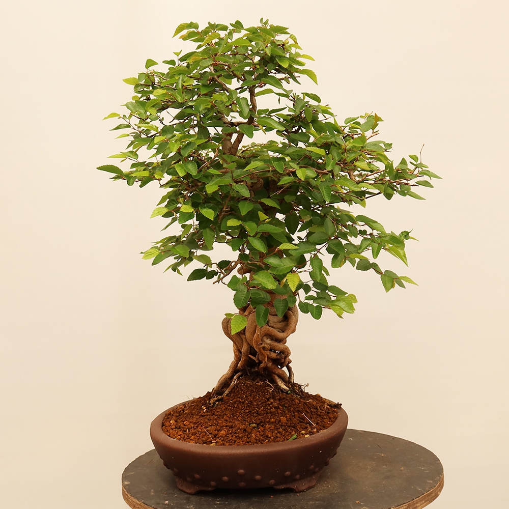 Venkovní bonsai -Carpinus Coreana - Habr korejský