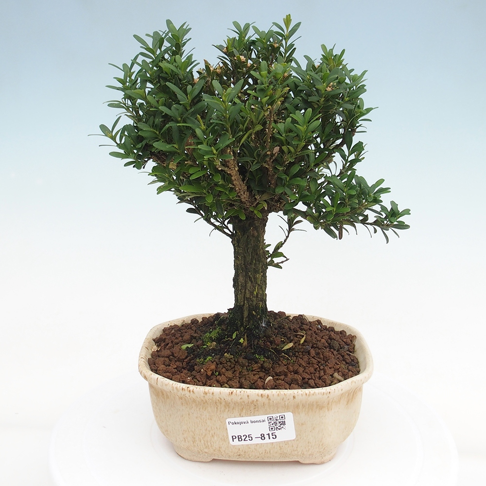 Pokojová bonsai - Buxus harlandii - korkový buxus