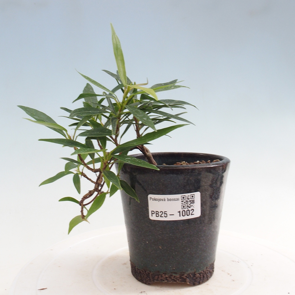 Pokojová bonsai - Ficus nerifolia -  malolistý fíkus