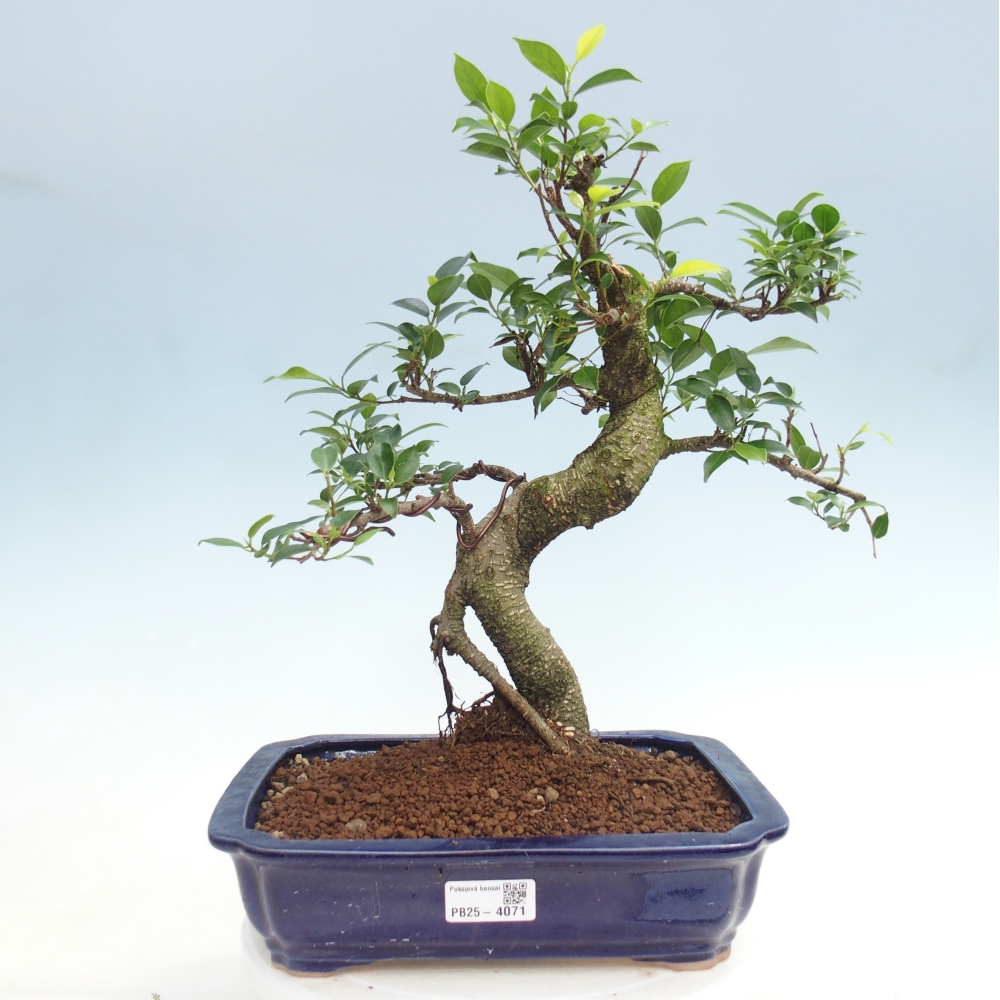 Pokojová bonsai - Ficus kimmen -  malolistý fíkus