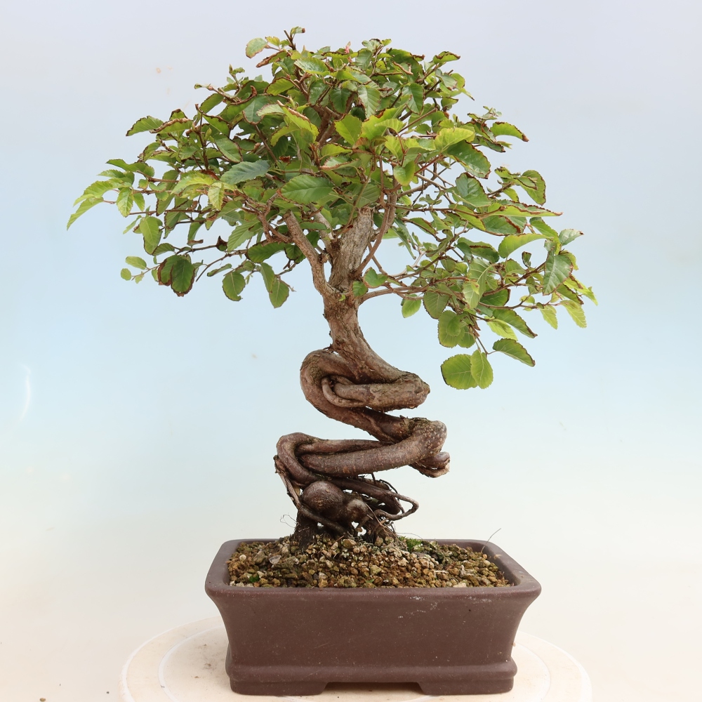 Venkovní bonsai -Carpinus CARPINOIDES - Habr korejský