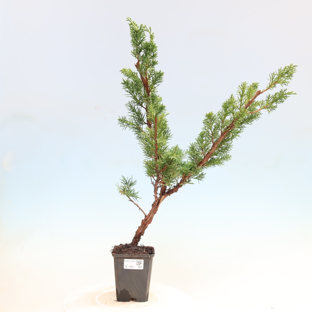 Venkovní bonsai - Juniperus chinensis Kishu -Jalovec čínský