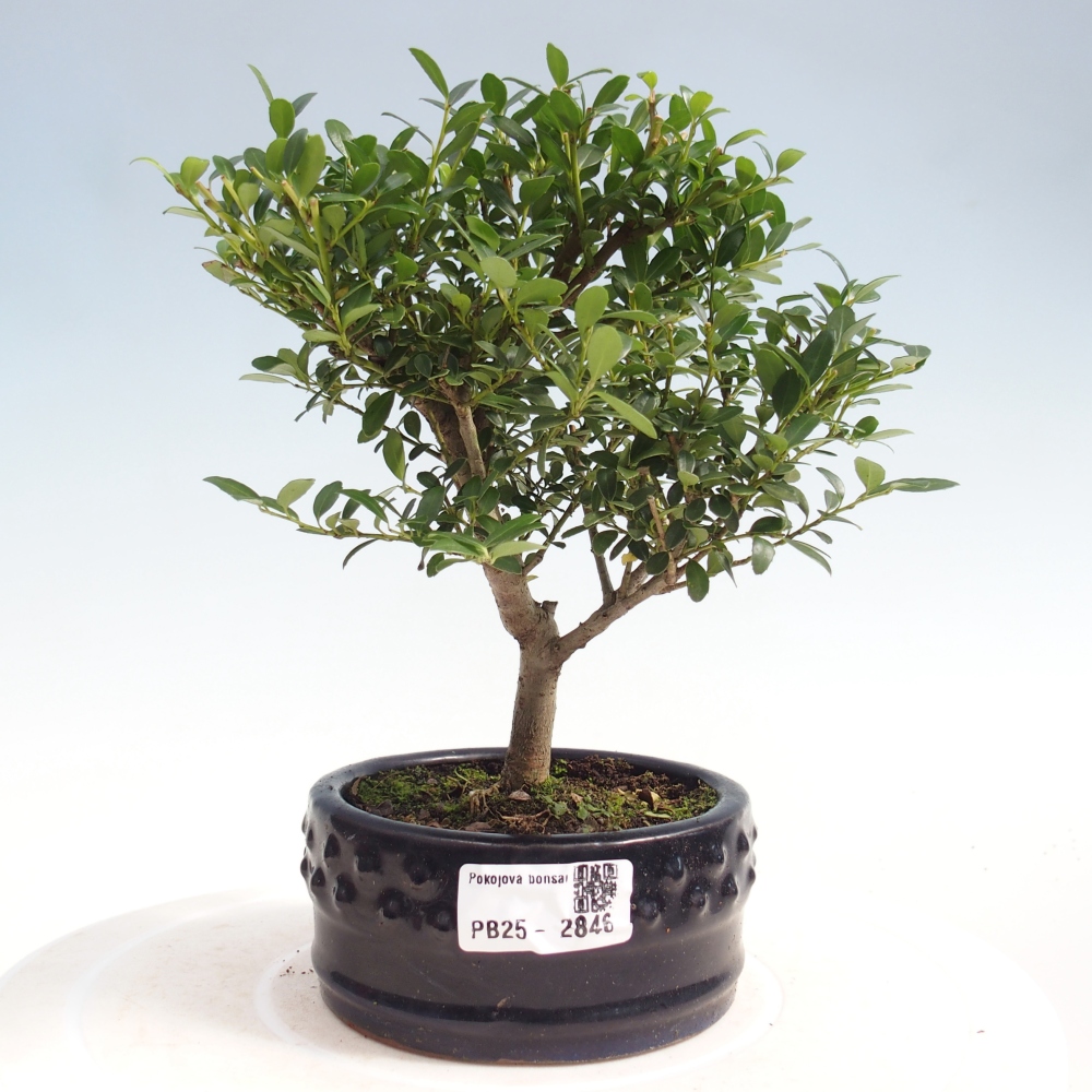 Pokojová bonsai - Ilex crenata - Cesmína