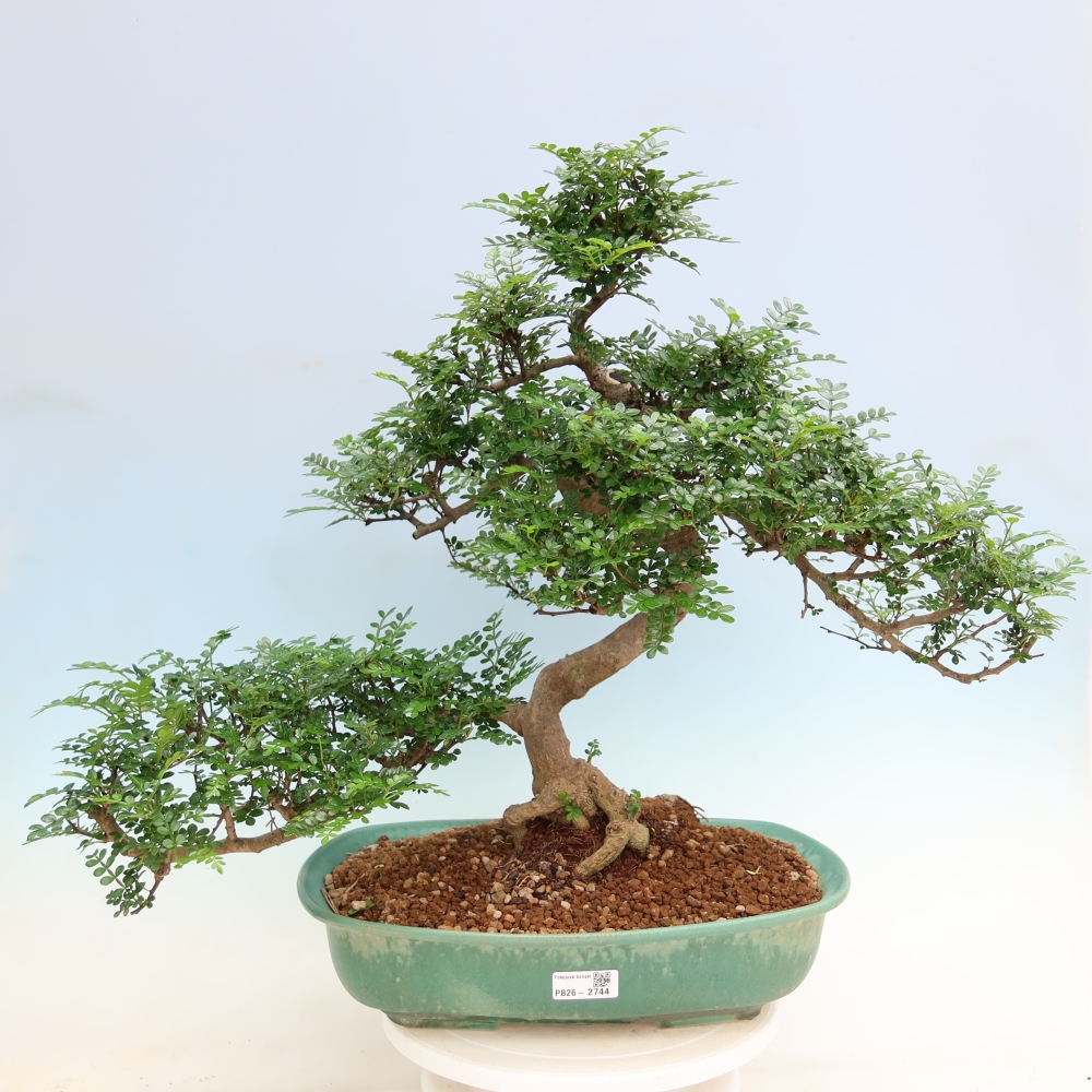 Pokojová bonsai - Zantoxylum piperitum - pepřovník