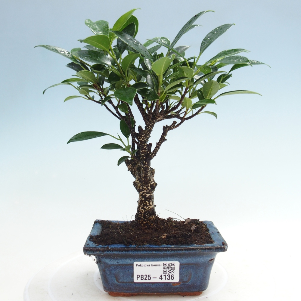 Pokojová bonsai Ficus retusa kimmen