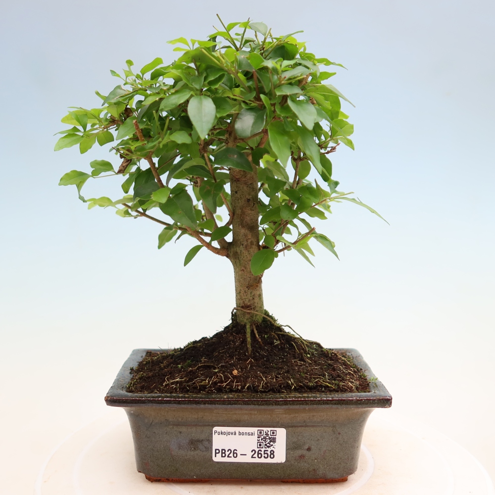 Pokojová bonsai -Ligustrum chinensis - Ptačí zob