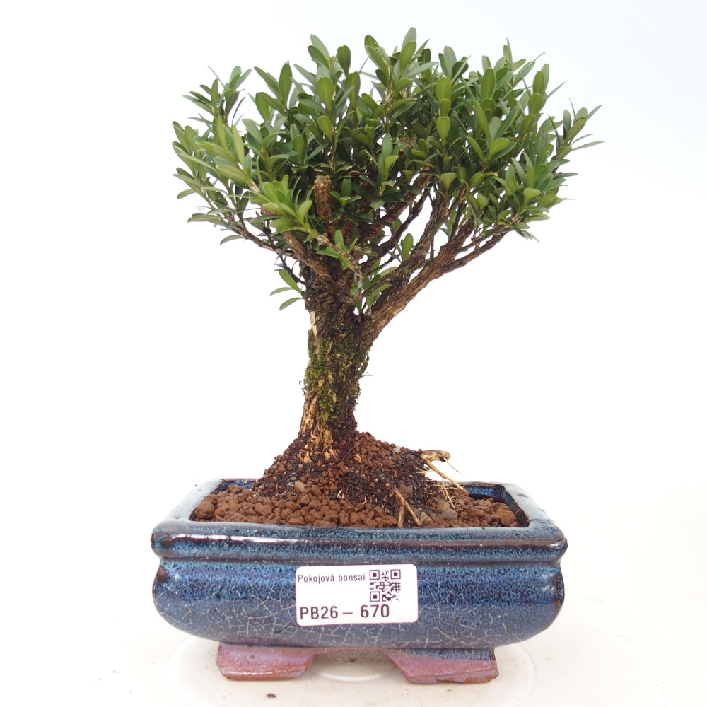 Pokojová bonsai - Buxus harlandii -korkový buxus