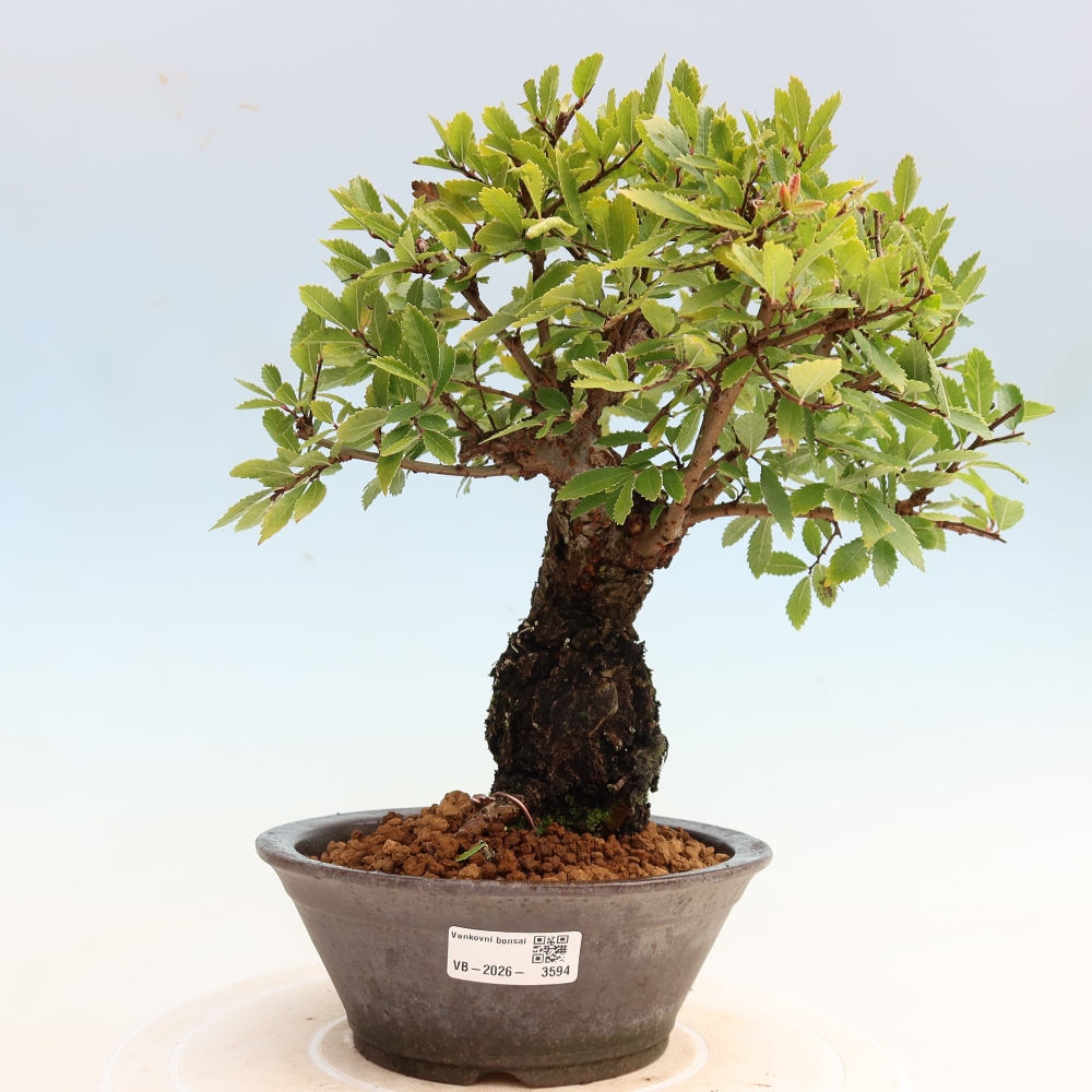 Venkovní bonsai - Zelkova - Zelkova NIRE