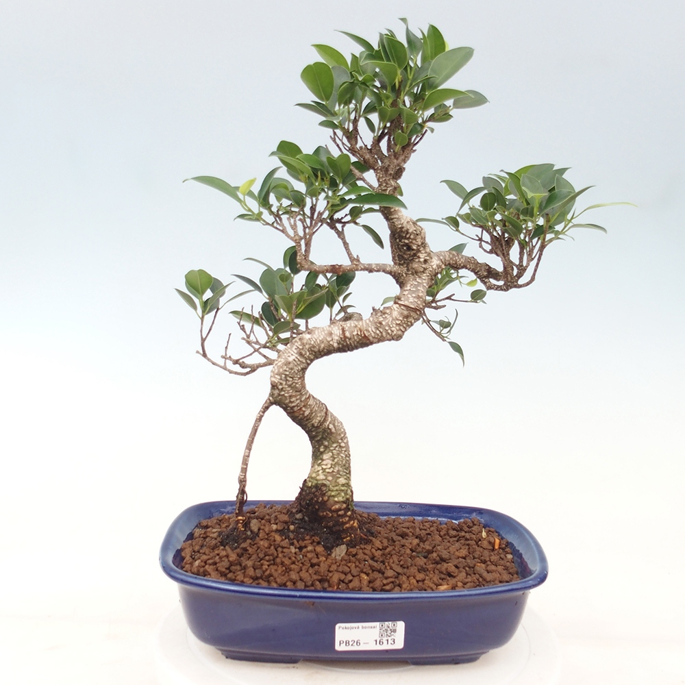 Pokojová bonsai - Ficus kimmen -  malolistý fíkus