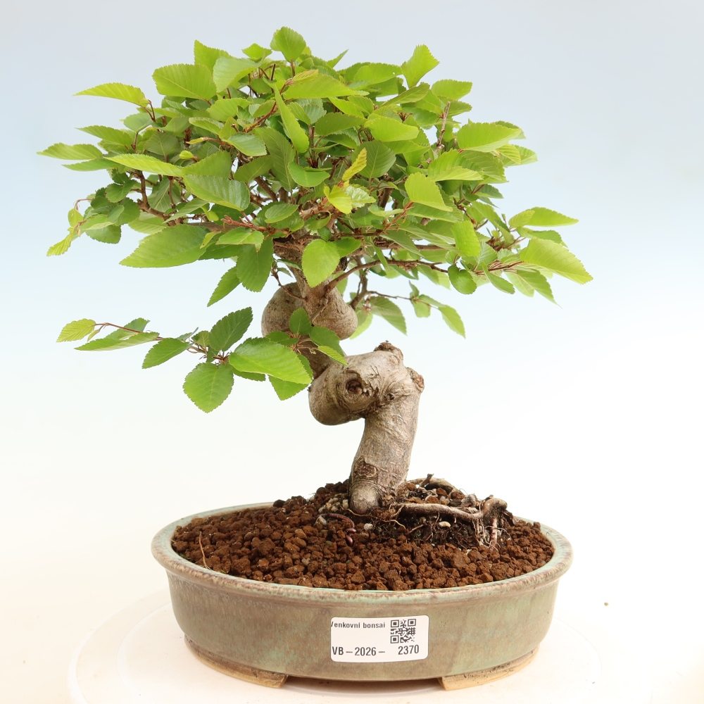 Venkovní bonsai -Carpinus coreana - Habr korejský