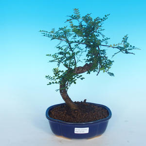 Keramická bonsai miska   - páleno v plynové peci 1240 °C - 2.jakost