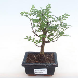 Pokojová bonsai - Zantoxylum piperitum - pepřovník PB220100