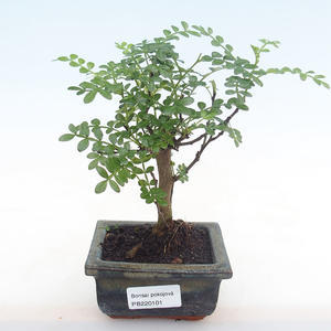 Pokojová bonsai - Zantoxylum piperitum - pepřovník PB220101