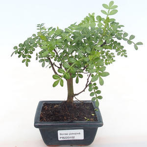 Pokojová bonsai - Zantoxylum piperitum - pepřovník PB220102