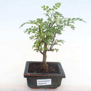 Pokojová bonsai - Zantoxylum piperitum - pepřovník PB220103