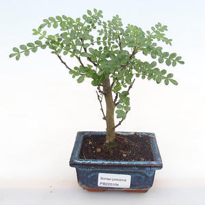 Pokojová bonsai - Zantoxylum piperitum - pepřovník PB220104