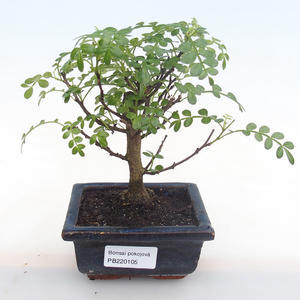 Pokojová bonsai - Zantoxylum piperitum - pepřovník PB220105