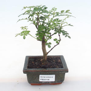 Pokojová bonsai - Zantoxylum piperitum - pepřovník PB220106