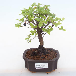 Pokojová bonsai - Sagerécie thea - Sagerécie thea  PB220107