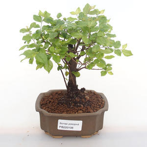 Pokojová bonsai - Sagerécie thea - Sagerécie thea  PB220108