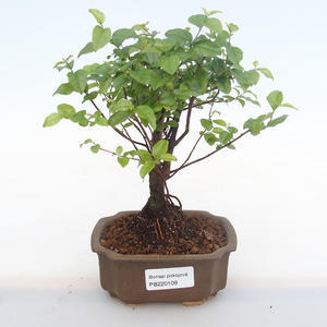 Pokojová bonsai - Sagerécie thea - Sagerécie thea  PB220109