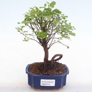 Pokojová bonsai - Sagerécie thea - Sagerécie thea  PB220110