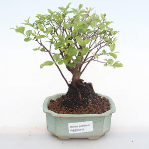Pokojová bonsai - Sagerécie thea - Sagerécie thea  PB220111
