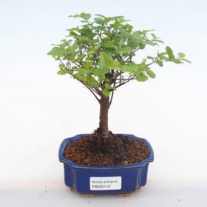 Pokojová bonsai - Sagerécie thea - Sagerécie thea  PB220112