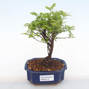 Pokojová bonsai - Sagerécie thea - Sagerécie thea  PB220113