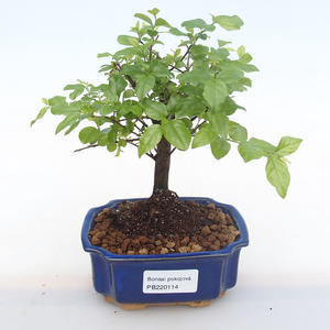 Pokojová bonsai - Sagerécie thea - Sagerécie thea  PB220114