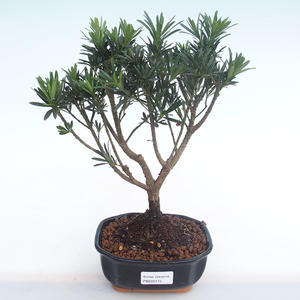 Pokojová bonsai - Podocarpus - Kamenný tis PB220115