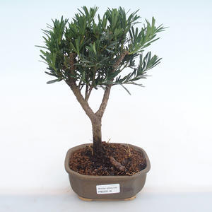 Pokojová bonsai - Podocarpus - Kamenný tis PB220116