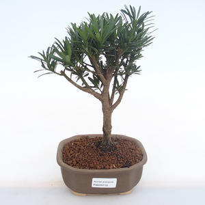 Pokojová bonsai - Podocarpus - Kamenný tis PB220119