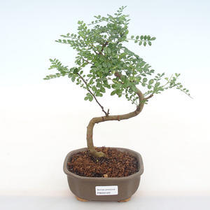 Pokojová bonsai - Zantoxylum piperitum - Pepřovník PB220120