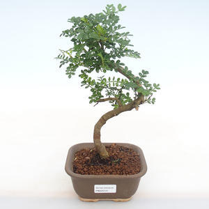 Pokojová bonsai - Zantoxylum piperitum - Pepřovník PB220121