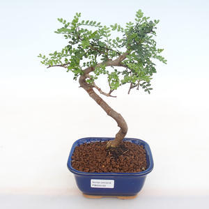 Pokojová bonsai - Zantoxylum piperitum - Pepřovník PB220122