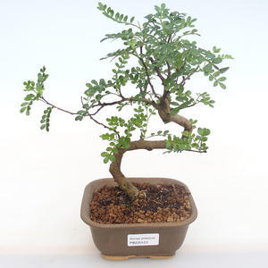 Pokojová bonsai - Zantoxylum piperitum - Pepřovník PB220123