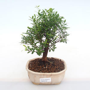 Pokojová bonsai - Syzygium - Pimentovník PB220125