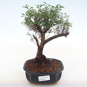 Pokojová bonsai - Syzygium - Pimentovník PB220127