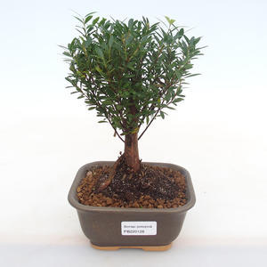 Pokojová bonsai - Syzygium - Pimentovník PB220128