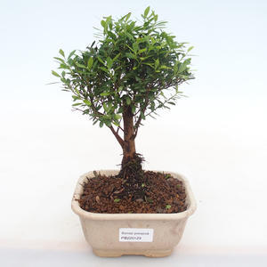 Pokojová bonsai - Syzygium - Pimentovník PB220129