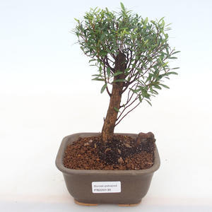 Pokojová bonsai - Syzygium - Pimentovník PB220130