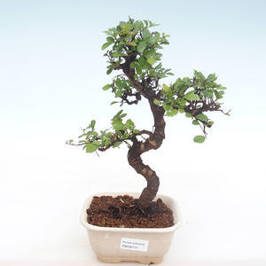 Pokojová bonsai - Ulmus parvifolia - Malolistý jilm PB220131