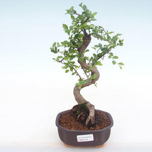 Pokojová bonsai - Ulmus parvifolia - Malolistý jilm PB220132