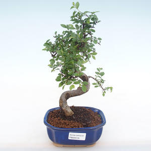 Pokojová bonsai - Ulmus parvifolia - Malolistý jilm PB220134